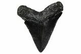 Serrated, Juvenile Megalodon Tooth - South Carolina #375891-1